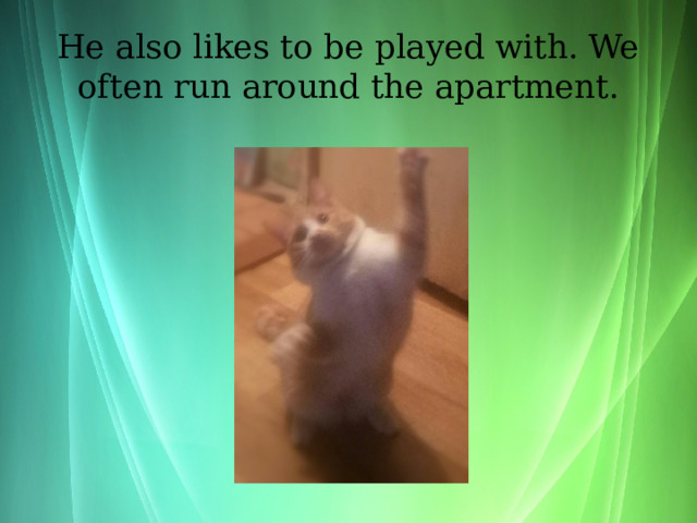 He also likes to be played with. We often run around the apartment. 