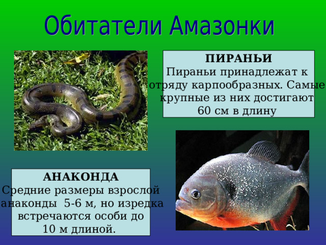 ПИРАНЬИ Пираньи принадлежат к отряду карпообразных. Самые крупные из них достигают 60 см в длину АНАКОНДА Средние размеры взрослой  анаконды 5-6 м, но изредка  встречаются особи до 10 м длиной. 