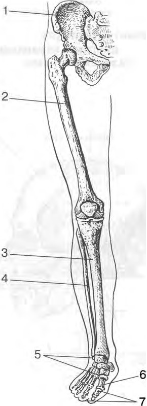 Скелет нижней конечности человека рисунок