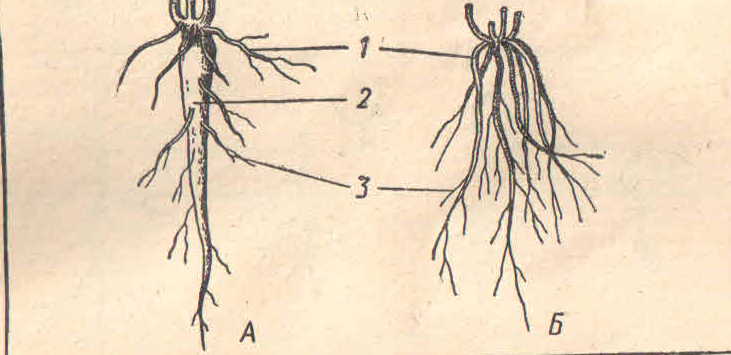 Какие типы корневых систем изображены на рисунках а и б как называются органы