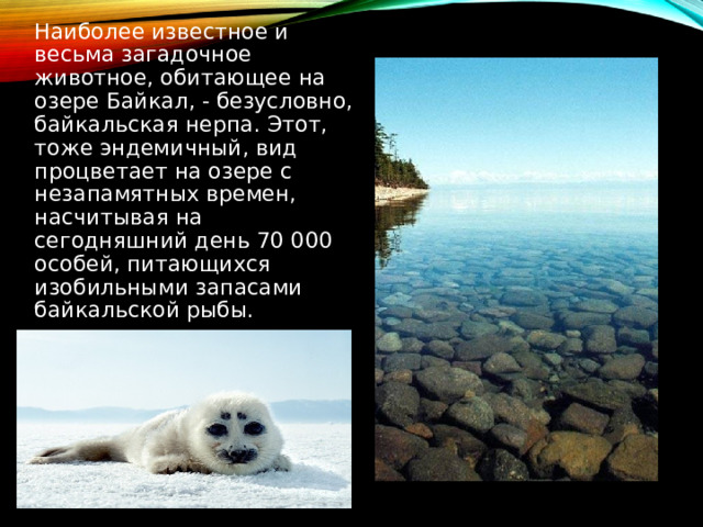 Наиболее известное и весьма загадочное животное, обитающее на озере Байкал, - безусловно, байкальская нерпа. Этот, тоже эндемичный, вид процветает на озере с незапамятных времен, насчитывая на сегодняшний день 70 000 особей, питающихся изобильными запасами байкальской рыбы. 
