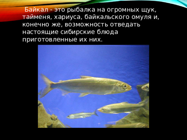  Байкал - это рыбалка на огромных щук, тайменя, хариуса, байкальского омуля и, конечно же, возможность отведать настоящие сибирские блюда приготовленные их них. 