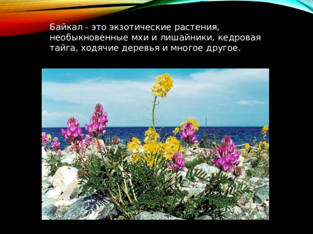 Байкал - это экзотические растения, необыкновенные мхи и лишайники, кедровая тайга, ходячие деревья и многое другое. 