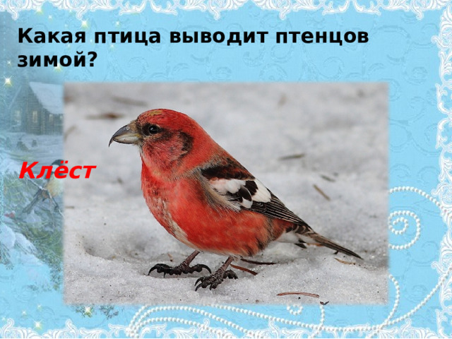 Какая птица выводит птенцов зимой? Клёст 