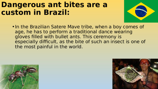 Dangerous ant bites are a custom in Brazil: In the Brazilian Satere Mave tribe, when a boy comes of age, he has to perform a traditional dance wearing gloves filled with bullet ants. This ceremony is especially difficult, as the bite of such an insect is one of the most painful in the world. 