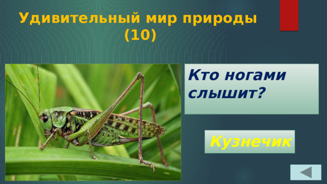 Удивительный мир природы  (10) Кто ногами слышит? Кузнечик 