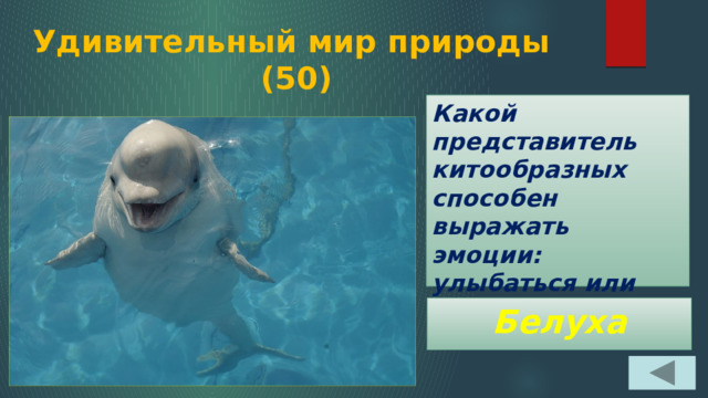 Удивительный мир природы  (50) Какой представитель китообразных способен выражать эмоции: улыбаться или хмуриться? Белуха 