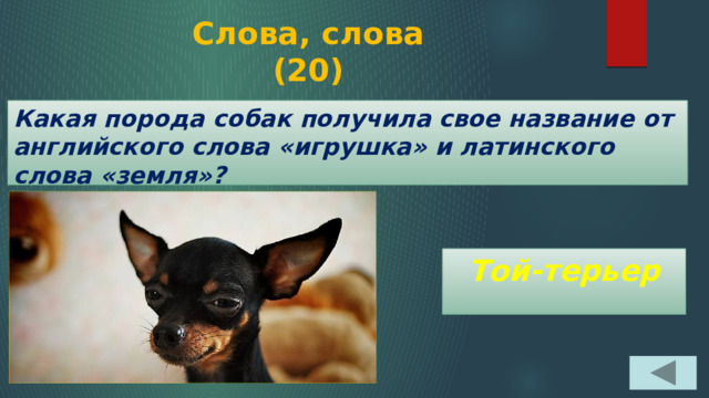 Слова, слова  (20) Какая порода собак получила свое название от английского слова «игрушка» и латинского слова «земля»? Той-терьер 