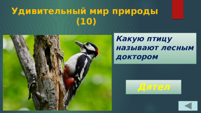 Удивительный мир природы  (10) Какую птицу называют лесным доктором Дятел 