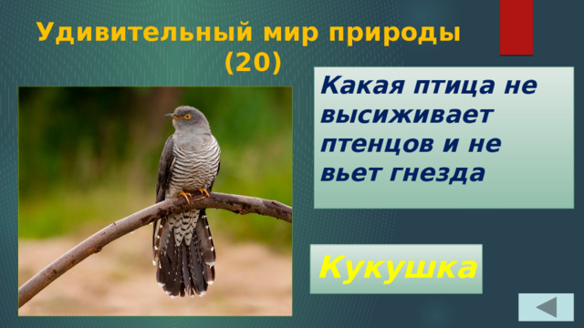 Удивительный мир природы  (20) Какая птица не высиживает птенцов и не вьет гнезда Кукушка 