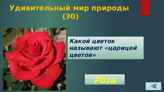 Удивительный мир природы  (30) Какой цветок называют «царицей цветов» Роза 