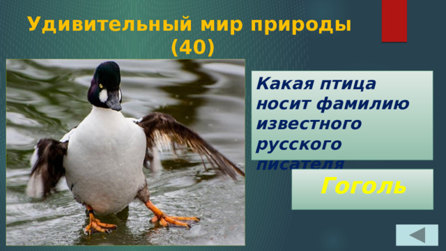 Удивительный мир природы  (40) Какая птица носит фамилию известного русского писателя Гоголь 