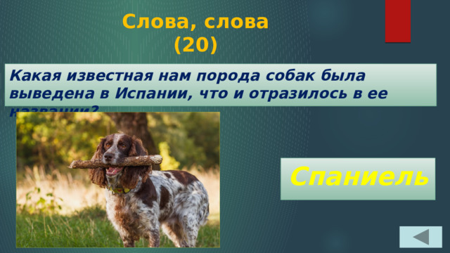Слова, слова  (20) Какая известная нам порода собак была выведена в Испании, что и отразилось в ее названии? Спаниель 