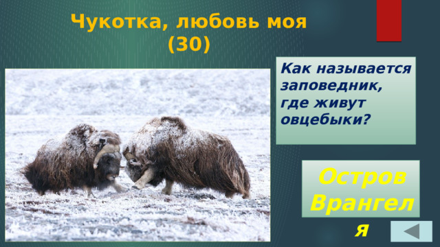 Чукотка, любовь моя  (30) Как называется заповедник, где живут овцебыки? Остров Врангеля 