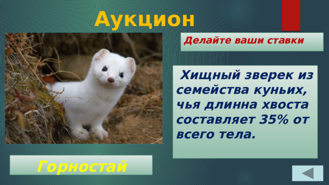 Аукцион Делайте ваши ставки  Хищный зверек из семейства куньих, чья длинна хвоста составляет 35% от всего тела. Горностай 