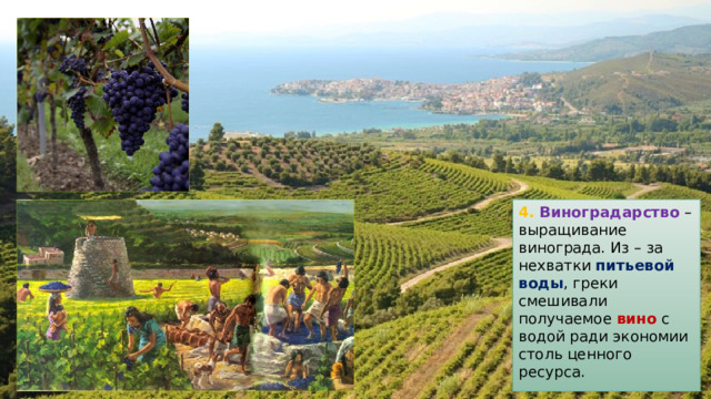 4. Виноградарство – выращивание винограда. Из – за нехватки питьевой воды , греки смешивали получаемое вино с водой ради экономии столь ценного ресурса. 
