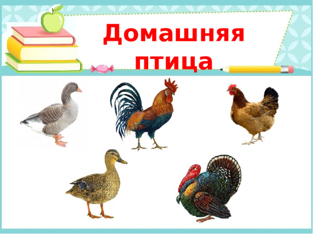 Домашняя птица 