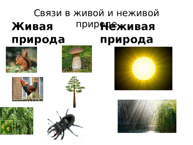 Живая связь