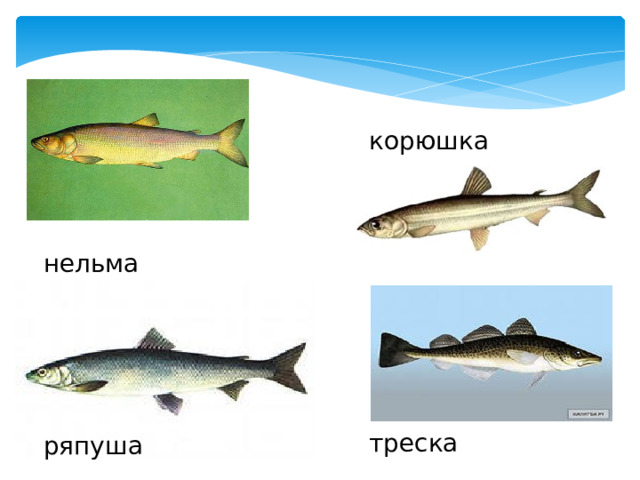 корюшка нельма треска ряпуша 