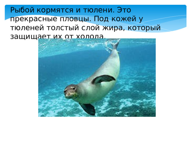 Рыбой кормятся и тюлени. Это прекрасные пловцы. Под кожей у тюленей толстый слой жира, который защищает их от холода. 