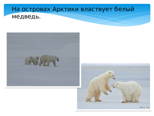 На островах Арктики властвует белый медведь. 
