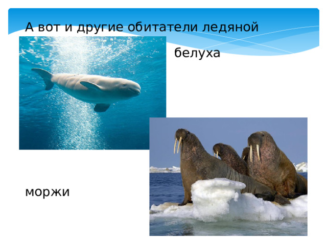 А вот и другие обитатели ледяной зоны! белуха моржи 