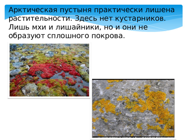 Арктическая пустыня практически лишена растительности. Здесь нет кустарников. Лишь мхи и лишайники, но и они не образуют сплошного покрова. 