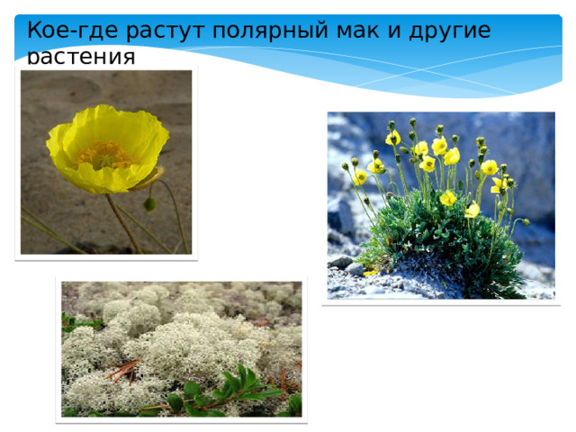 Кое-где растут полярный мак и другие растения 