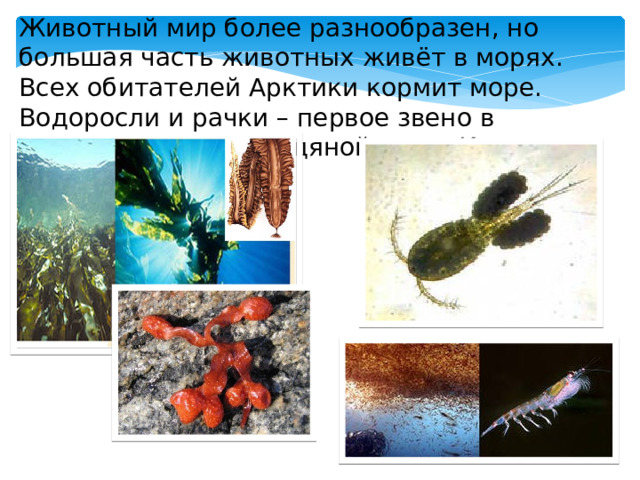 Животный мир более разнообразен, но большая часть животных живёт в морях. Всех обитателей Арктики кормит море. Водоросли и рачки – первое звено в пищевой цепочке ледяной зоны. Ими кормятся рыбы. 