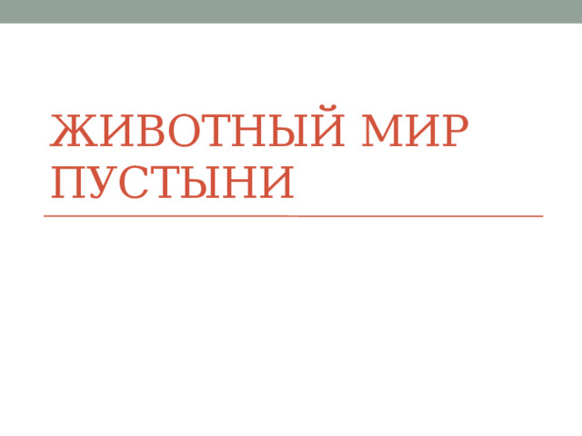 Животный мир пустыни 
