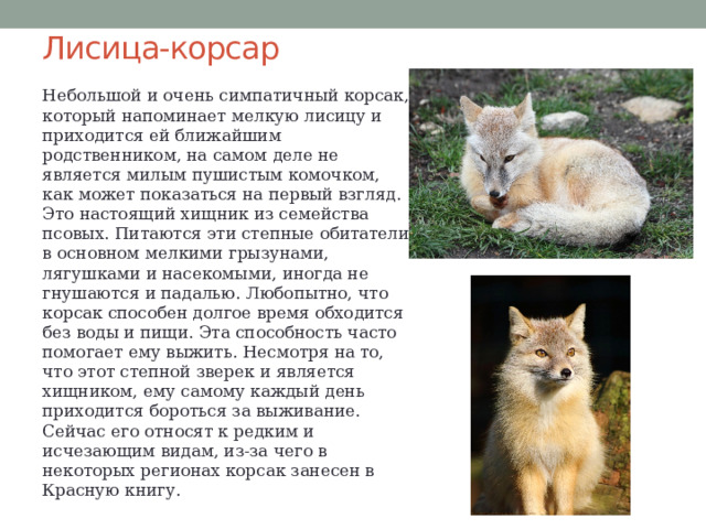 Лисица-корсар Небольшой и очень симпатичный корсак, который напоминает мелкую лисицу и приходится ей ближайшим родственником, на самом деле не является милым пушистым комочком, как может показаться на первый взгляд. Это настоящий хищник из семейства псовых. Питаются эти степные обитатели в основном мелкими грызунами, лягушками и насекомыми, иногда не гнушаются и падалью. Любопытно, что корсак способен долгое время обходится без воды и пищи. Эта способность часто помогает ему выжить. Несмотря на то, что этот степной зверек и является хищником, ему самому каждый день приходится бороться за выживание. Сейчас его относят к редким и исчезающим видам, из-за чего в некоторых регионах корсак занесен в Красную книгу. 