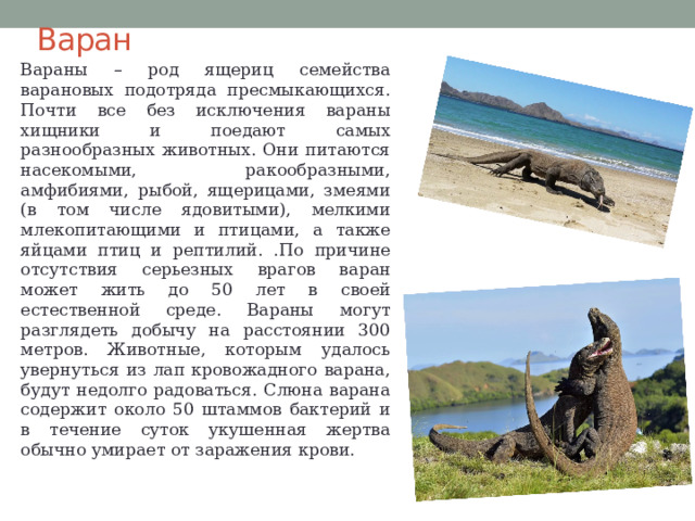 Варан Вараны – род ящериц семейства варановых подотряда пресмыкающихся. Почти все без исключения вараны хищники и поедают самых разнообразных животных. Они питаются насекомыми, ракообразными, амфибиями, рыбой, ящерицами, змеями (в том числе ядовитыми), мелкими млекопитающими и птицами, а также яйцами птиц и рептилий. .По причине отсутствия серьезных врагов варан может жить до 50 лет в своей естественной среде. Вараны могут разглядеть добычу на расстоянии 300 метров. Животные, которым удалось увернуться из лап кровожадного варана, будут недолго радоваться. Слюна варана содержит около 50 штаммов бактерий и в течение суток укушенная жертва обычно умирает от заражения крови. 