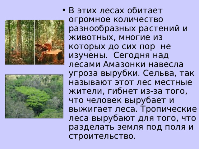В этих лесах обитает огромное количество разнообразных растений и животных, многие из которых до сих пор не изучены. Сегодня над лесами Амазонки навесла угроза вырубки. Сельва, так называют этот лес местные жители, гибнет из-за того, что человек вырубает и выжигает леса. Тропические леса вырубают для того, что разделать земля под поля и строительство. 