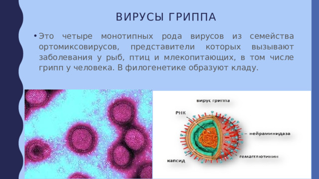 Вирусы гриппа Это четыре монотипных рода вирусов из семейства ортомиксовирусов, представители которых вызывают заболевания у рыб, птиц и млекопитающих, в том числе грипп у человека. В филогенетике образуют кладу. 