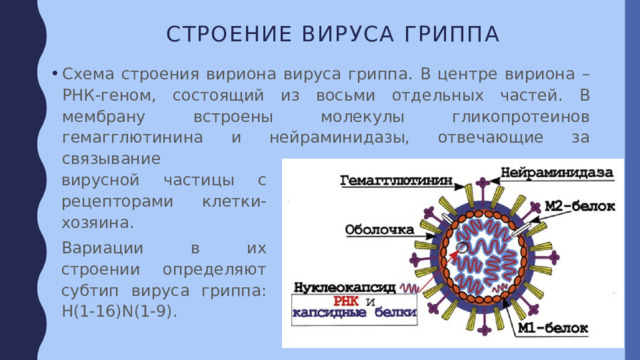 Строение вируса гриппа Схема строения вириона вируса гриппа. В центре вириона – РНК-геном, состоящий из восьми отдельных частей. В мембрану встроены молекулы гликопротеинов гемагглютинина и нейраминидазы, отвечающие за связывание вирусной частицы с рецепторами клетки-хозяина. Вариации в их строении определяют субтип вируса гриппа: H(1-16)N(1-9). 