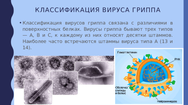 Классификация вируса гриппа Классификация вирусов гриппа связана с различиями в поверхностных белках. Вирусы гриппа бывают трех типов — А, В и С, к каждому из них относят десятки штаммов. Наиболее часто встречаются штаммы вируса типа А (13 и 14). 
