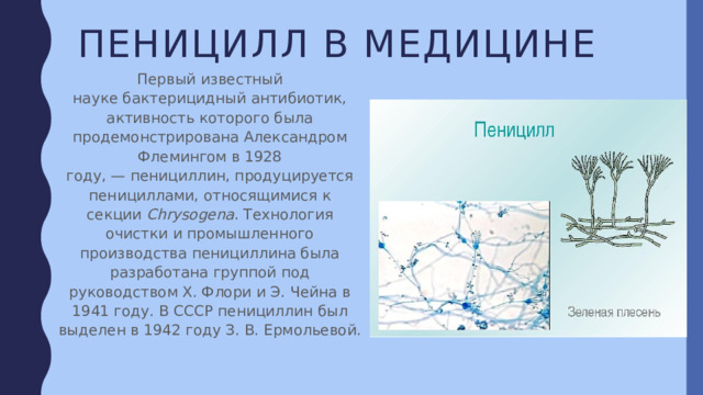 Пеницилл в медицине Первый известный науке бактерицидный антибиотик, активность которого была продемонстрирована Александром Флемингом в 1928 году, — пенициллин, продуцируется пенициллами, относящимися к секции  Chrysogena . Технология очистки и промышленного производства пенициллина была разработана группой под руководством Х. Флори и Э. Чейна в 1941 году. В СССР пенициллин был выделен в 1942 году З. В. Ермольевой. 