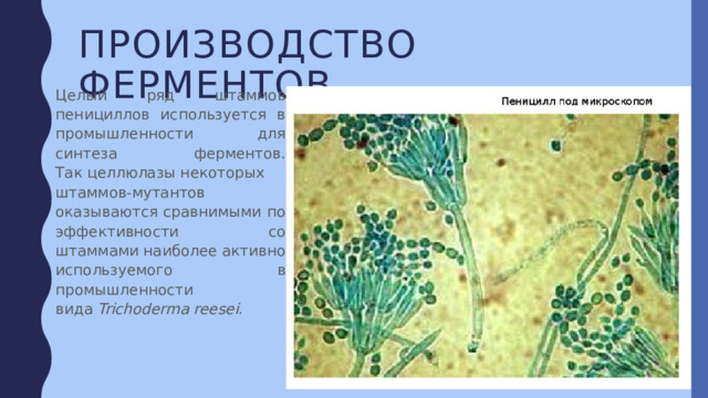 Производство ферментов Целый ряд штаммов пенициллов используется в промышленности для синтеза ферментов. Так целлюлазы некоторых штаммов-мутантов оказываются сравнимыми по эффективности со штаммами наиболее активно используемого в промышленности вида  Trichoderma reesei . 