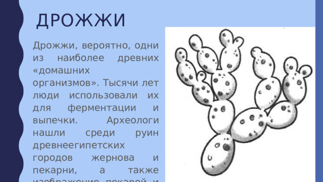 дрожжи Дрожжи, вероятно, одни из наиболее древних «домашних организмов». Тысячи лет люди использовали их для ферментации и выпечки. Археологи нашли среди руин древнеегипетских городов жернова и пекарни, а также изображение пекарей и пивоваров. 