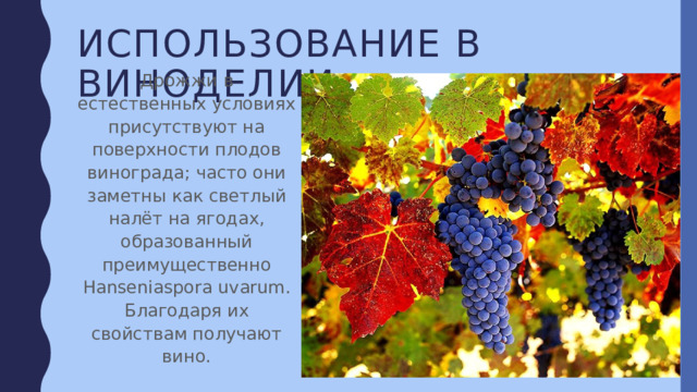 Использование в виноделии Дрожжи в естественных условиях присутствуют на поверхности плодов винограда; часто они заметны как светлый налёт на ягодах, образованный преимущественно Hanseniaspora uvarum. Благодаря их свойствам получают вино. 