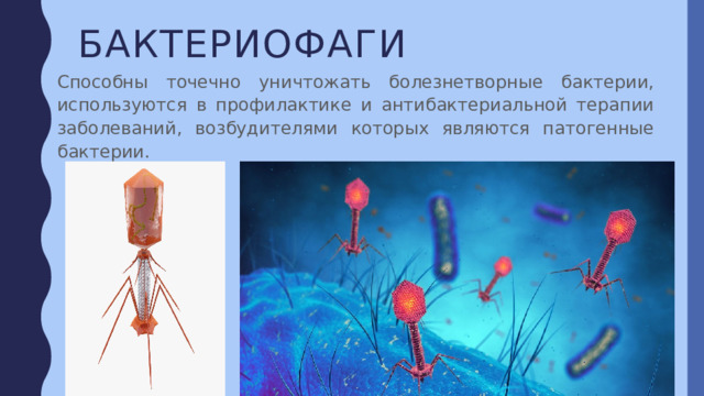 бактериофаги Способны точечно уничтожать болезнетворные бактерии, используются в профилактике и антибактериальной терапии заболеваний, возбудителями которых являются патогенные бактерии. 