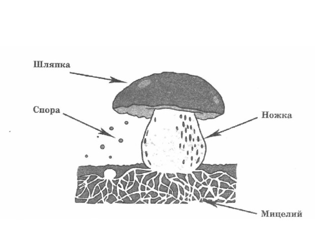 Шляпочные грибы в период размножения формируют. Размножение шляпочного гриба схема. Мицелий гриба схема. Грибница споры мицелий. Рисунок гриба шляпка ножка грибница споры.