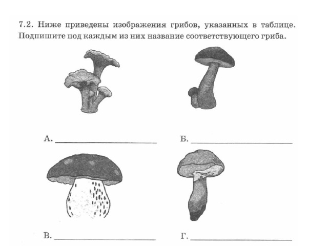 Подпишите под каждым рисунком название. Грибы ВПР. Шляпочные грибы ВПР. Грибы в ВПР по биологии. Грибы из ВПР.