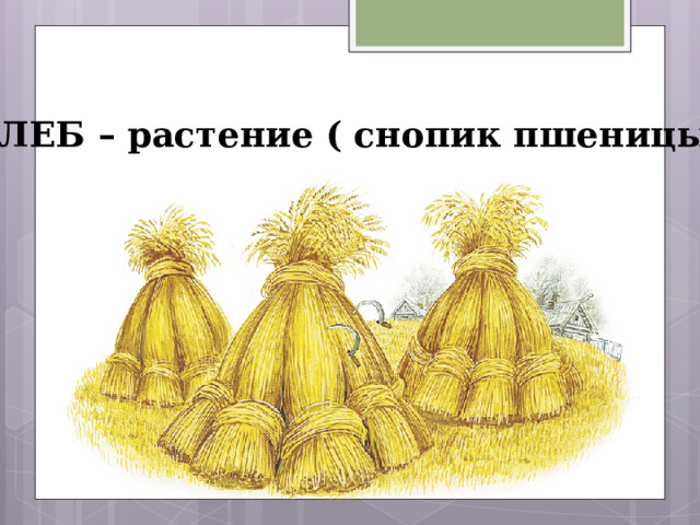 ХЛЕБ – растение ( снопик пшеницы) 