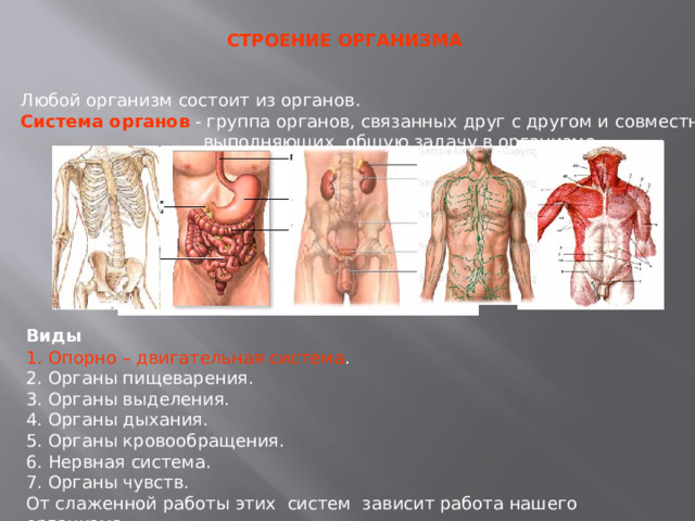 Организм человека Надёжная опора изащита