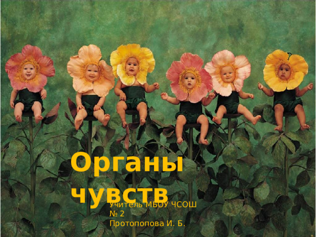 Органы чувств Учитель МБОУ ЧСОШ № 2 Протопопова И. Б. 