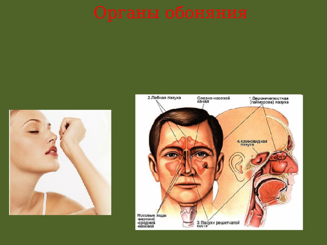 Органы обоняния 