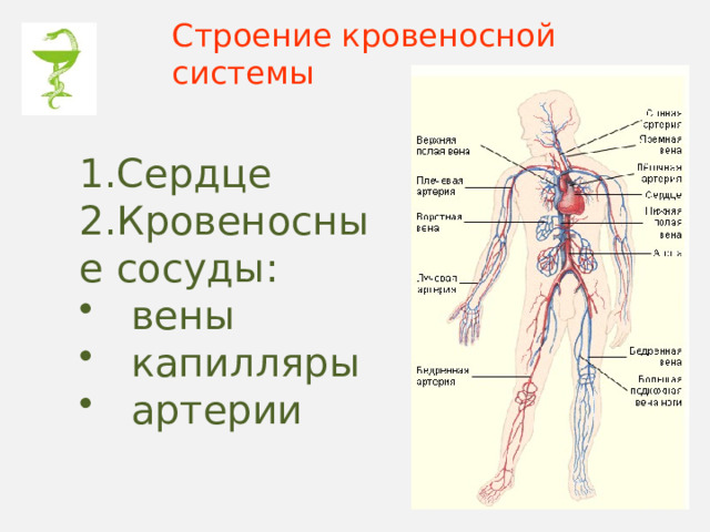 Строение кровеносной системы 1.Сердце 2.Кровеносные сосуды:  вены  капилляры  артерии 