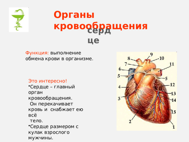 Органы кровообращения сердце Функция: выполнение обмена крови в организме. Это интересно!  Сердце – главный орган кровообращения.  Он перекачивает кровь и снабжает ею всё  тело. Сердце размером с кулак взрослого мужчины. 