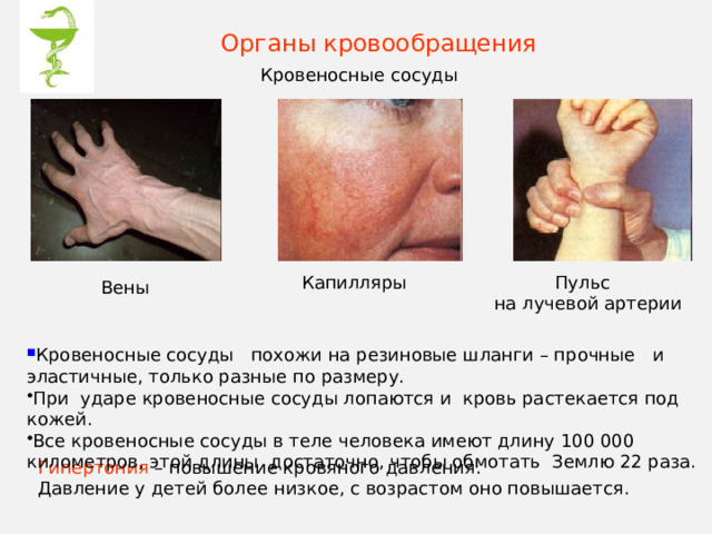 Органы кровообращения Кровеносные сосуды Капилляры Пульс на лучевой артерии Вены Кровеносные сосуды похожи на резиновые шланги – прочные и эластичные, только разные по размеру. При ударе кровеносные сосуды лопаются и кровь растекается под кожей. Все кровеносные сосуды в теле человека имеют длину 100 000 километров, этой длины достаточно, чтобы обмотать Землю 22 раза. Гипертония – повышение кровяного давления. Давление у детей более низкое, с возрастом оно повышается. 